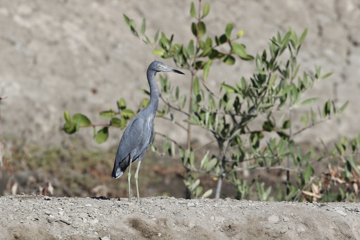 Little Blue Heron - ML194295261