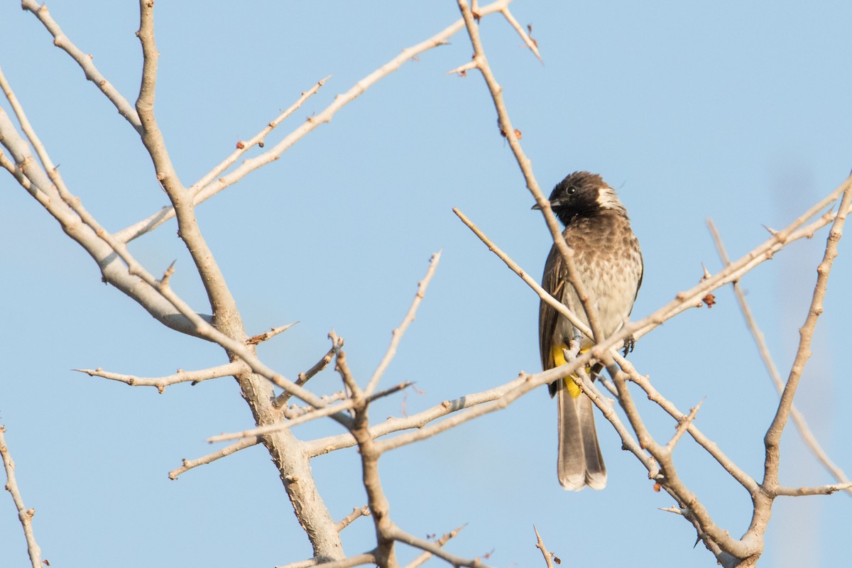 Common Bulbul (Dodson's) - ML194295631