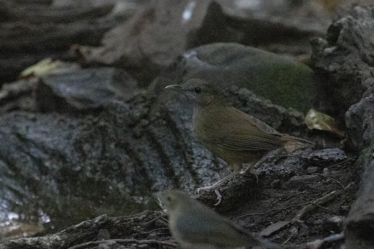 Abbott's Babbler - ML194297301