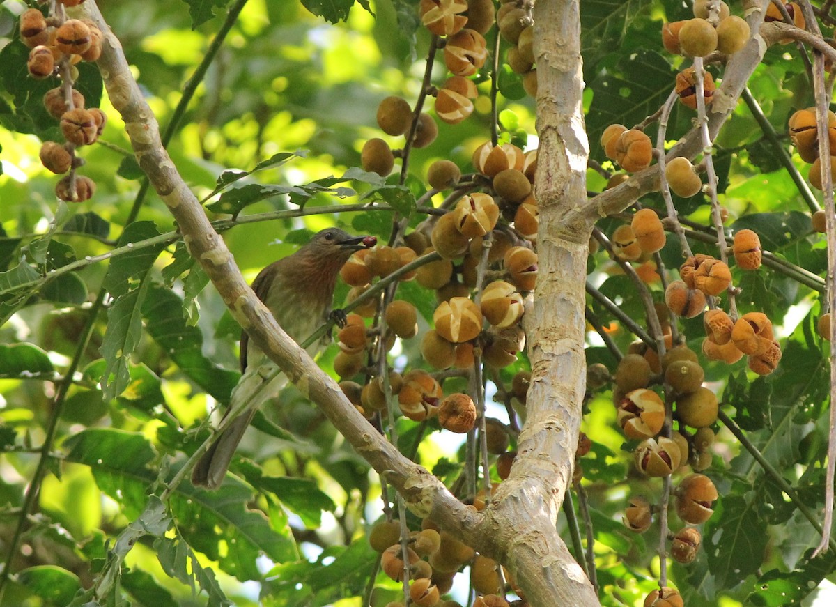 Philippine Bulbul - ML194297551