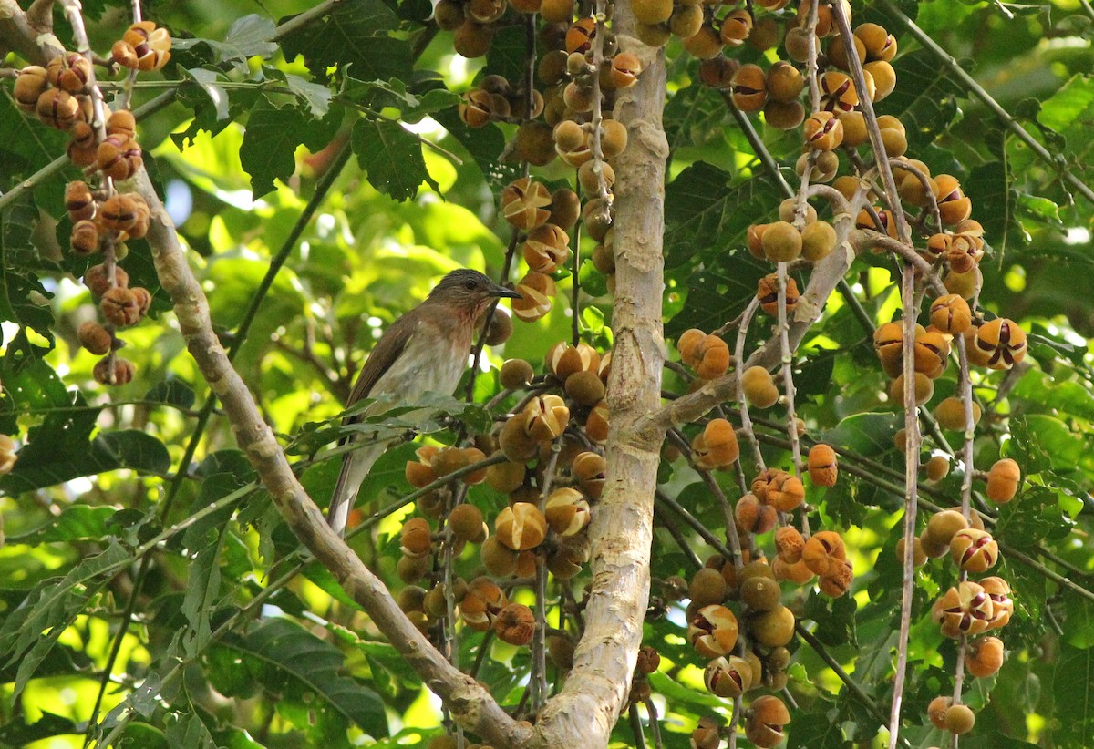 Philippine Bulbul - ML194297571