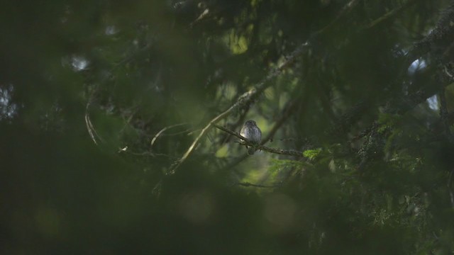 Воробьиный сычик - ML194298561