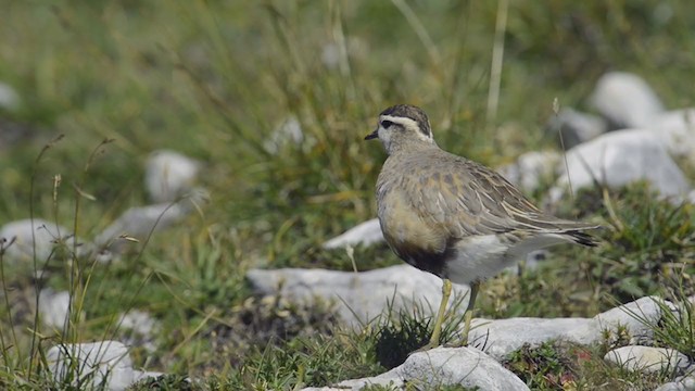 Eurasian Dotterel - ML194299411