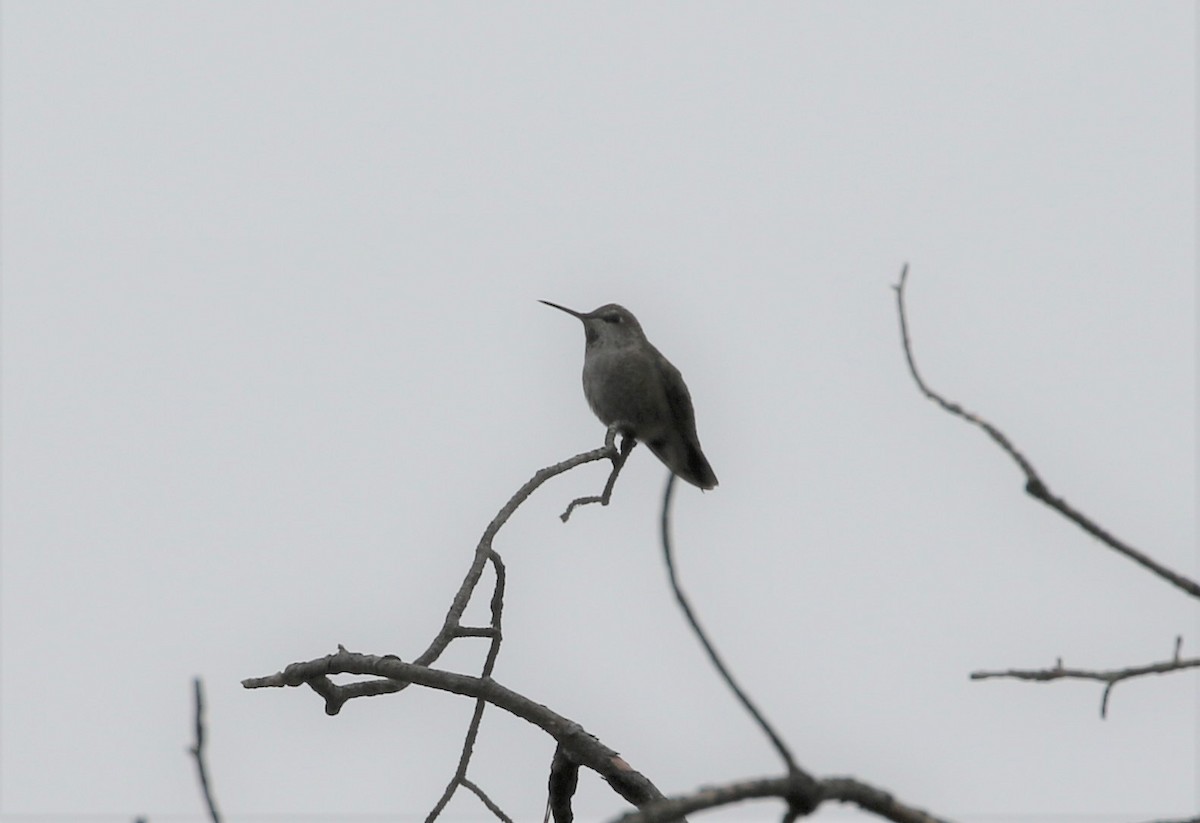 Anna's Hummingbird - ML194301361