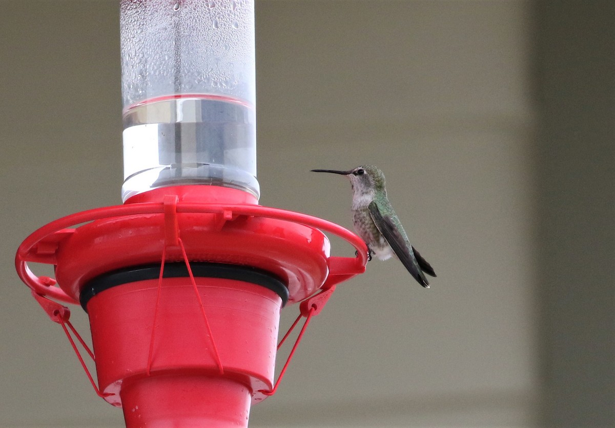 Anna's Hummingbird - ML194301371