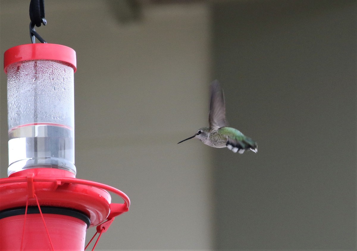 Anna's Hummingbird - ML194301381