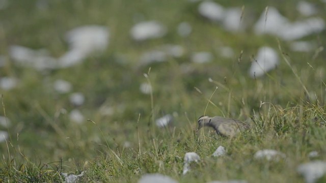 Eurasian Dotterel - ML194301581