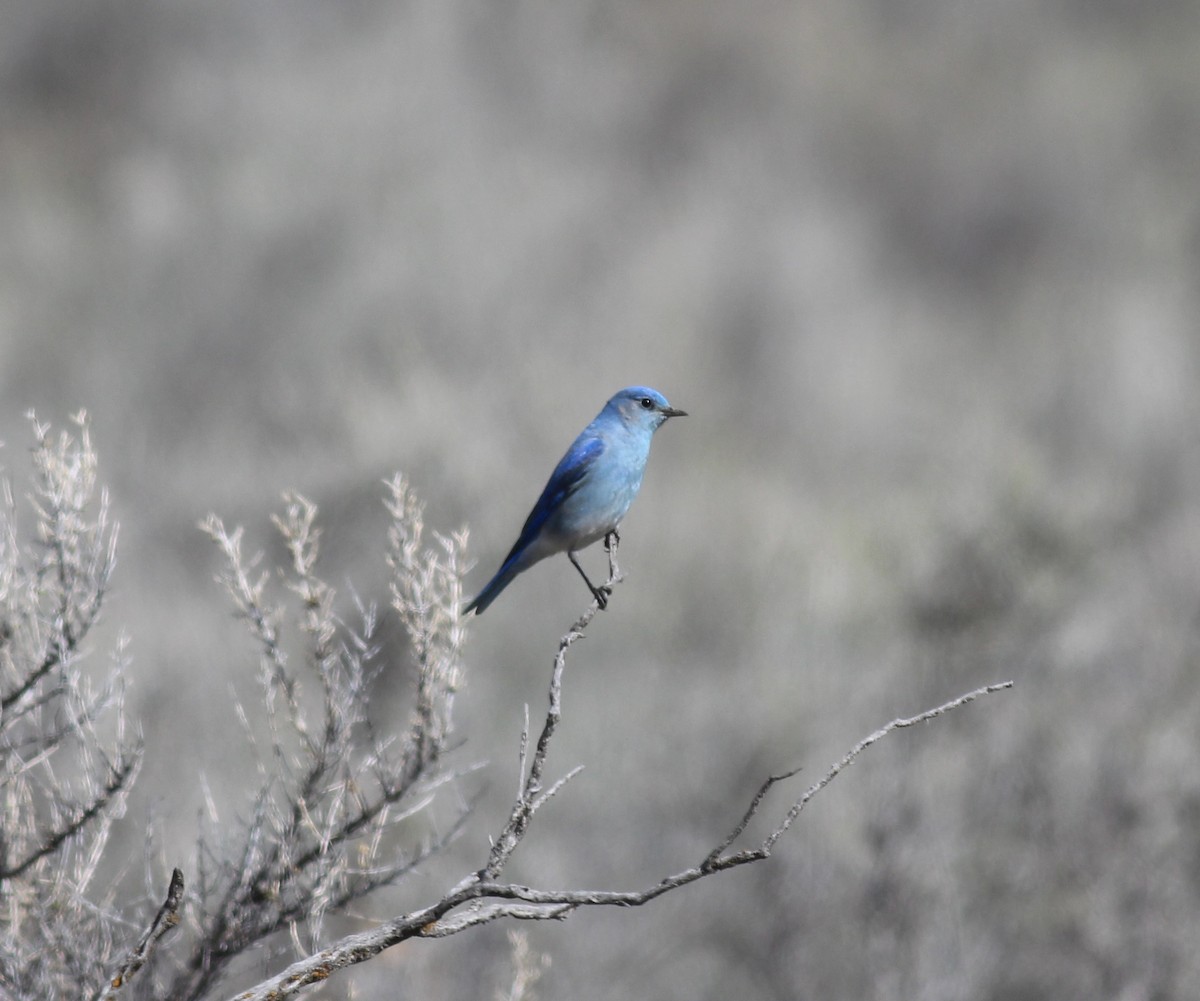 Mountain Bluebird - ML194302321