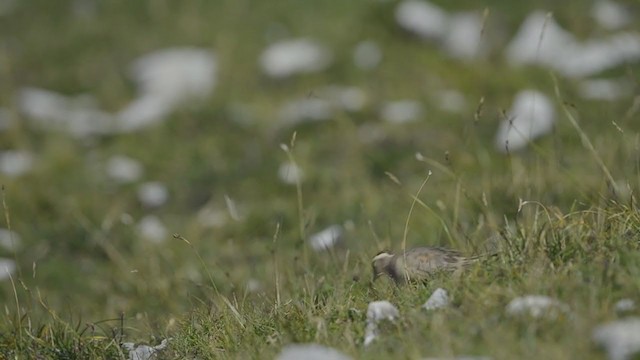 Eurasian Dotterel - ML194302391