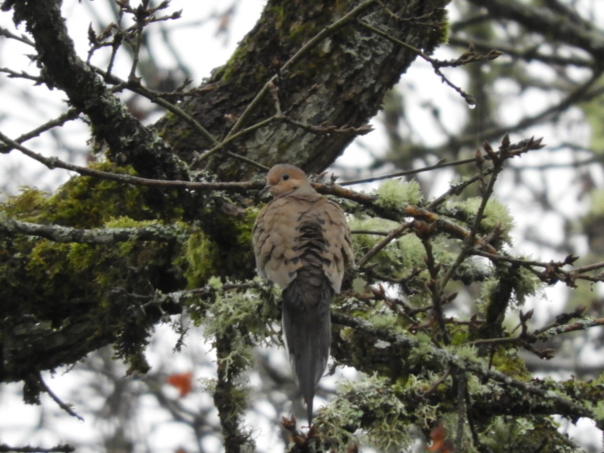 Mourning Dove - ML194302811