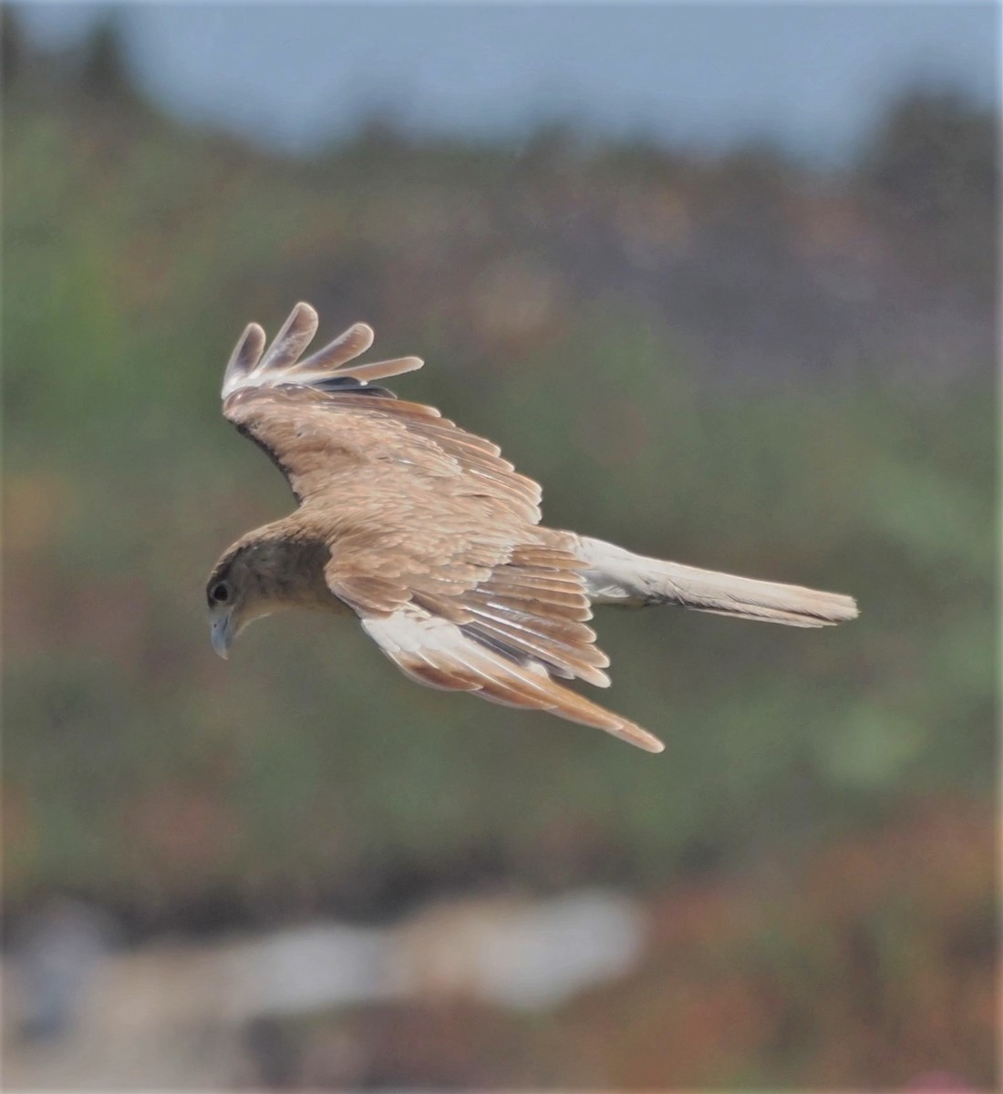 Chimango Caracara - ML194302991