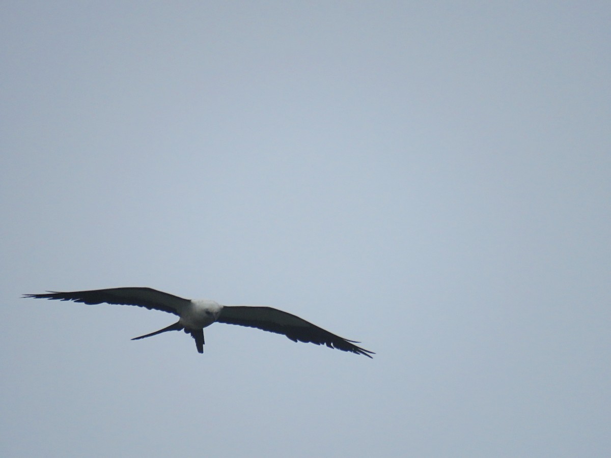 Swallow-tailed Kite - ML194303461