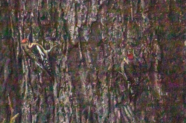 Дятел-смоктун жовточеревий - ML194304211