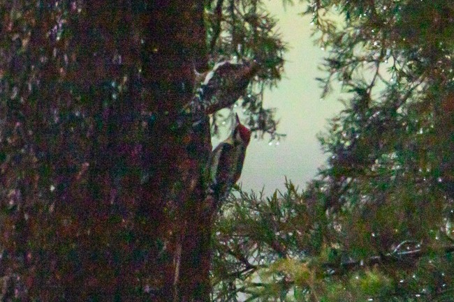 Yellow-bellied Sapsucker - Ann Van Sant