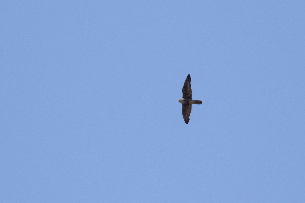 Peregrine Falcon - ML194305811