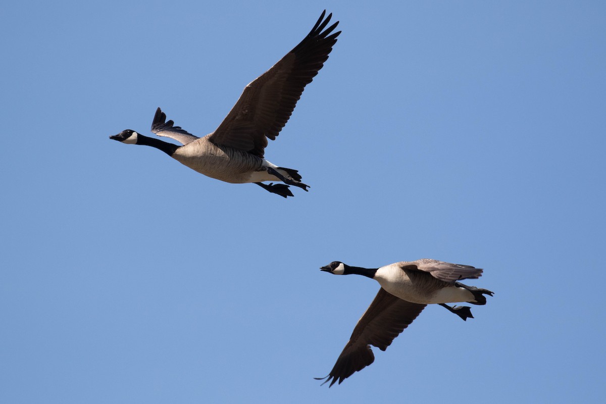 Canada Goose - Alex Lamoreaux