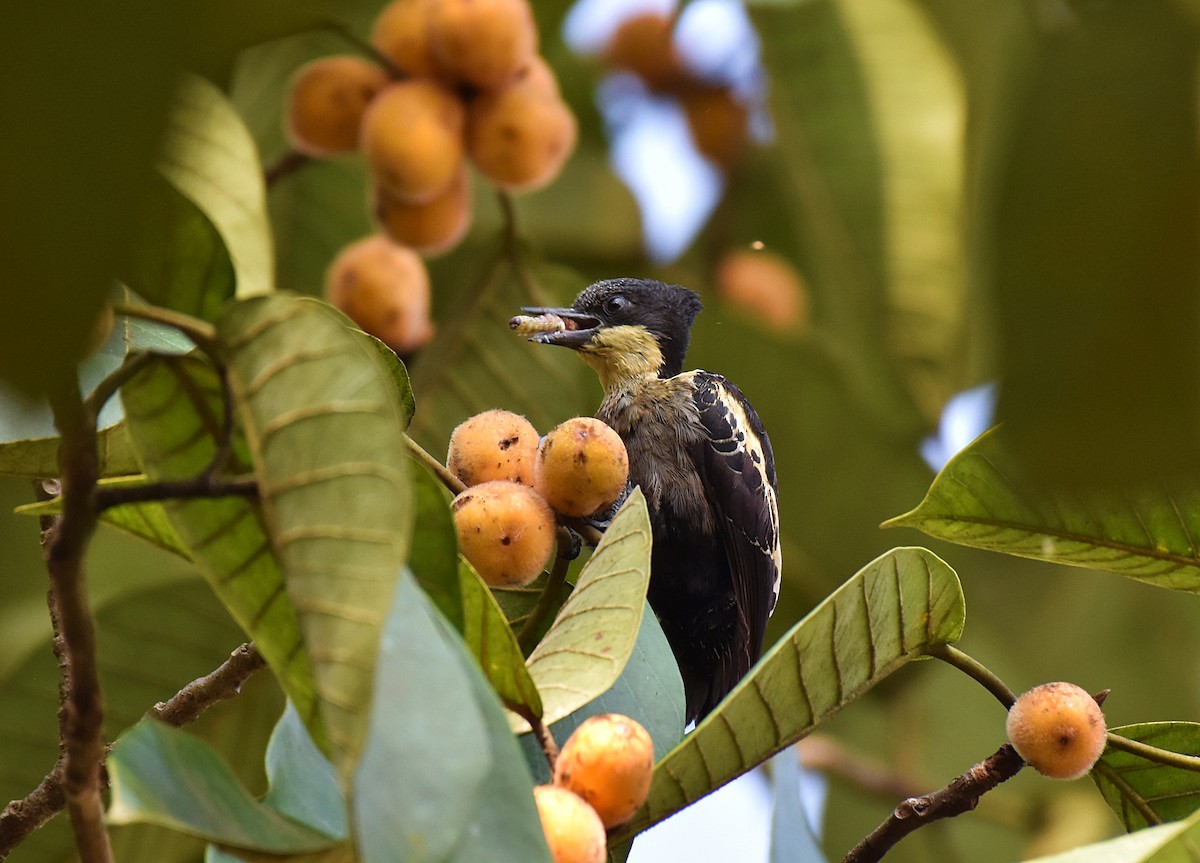 Heart-spotted Woodpecker - Dr Mohammed Umer  Sharieff