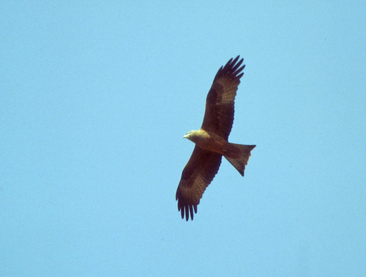 黑鳶 - ML194307581