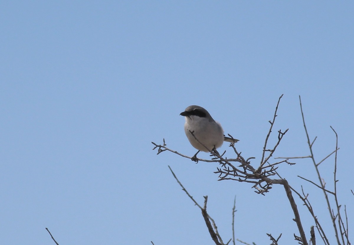 Loggerhead Shrike - ML194307721