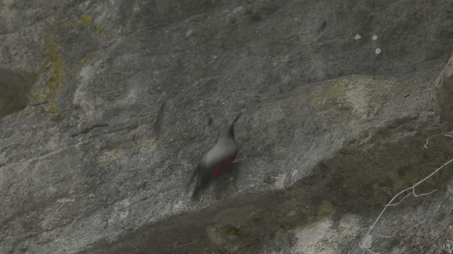 Wallcreeper - ML194308331