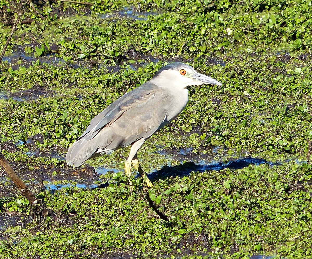 Black-crowned Night Heron - ML194308571