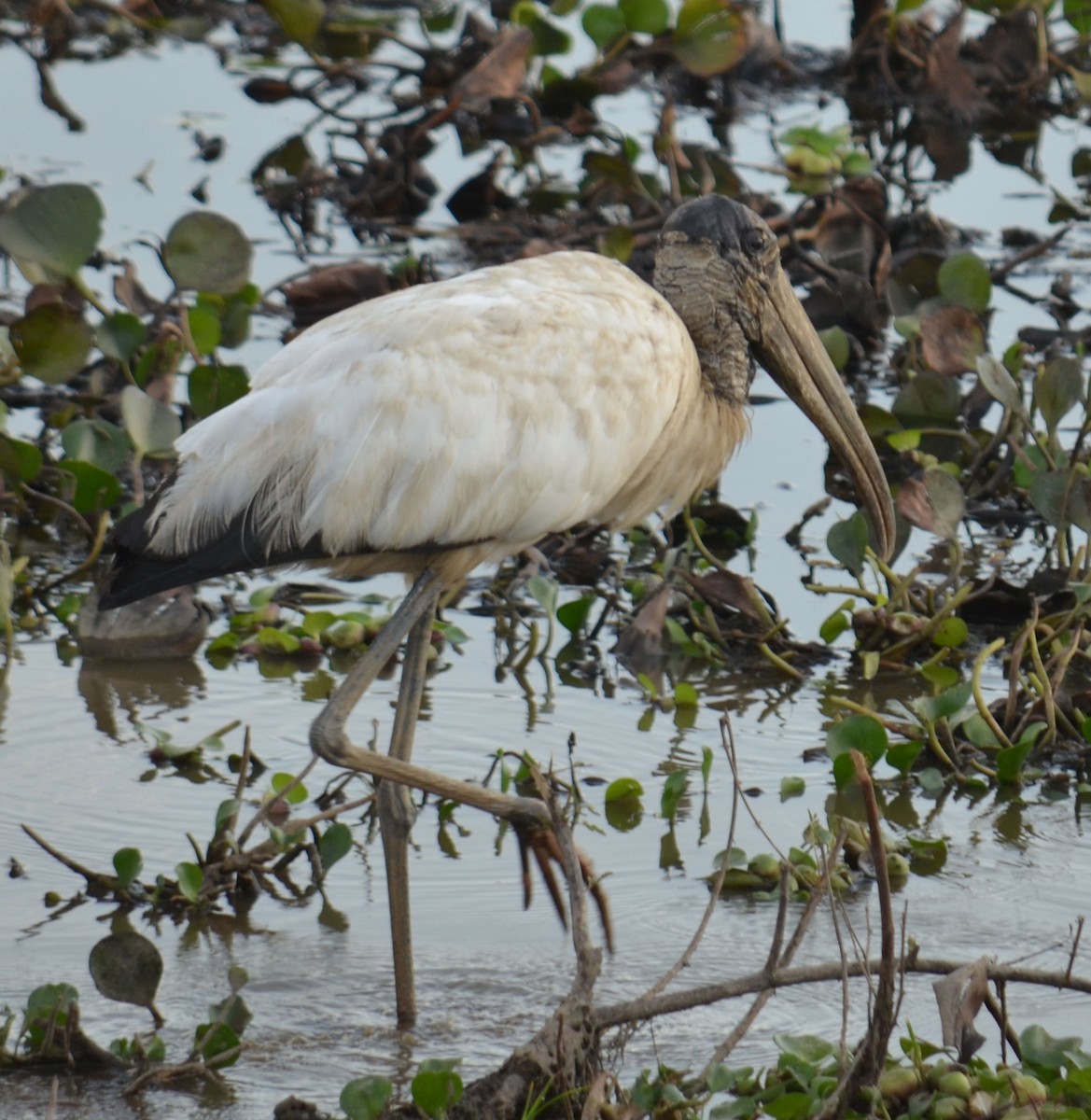 Wood Stork - ML194309021