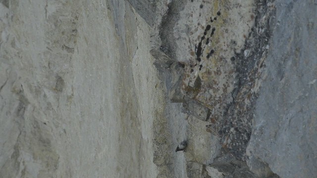 Wallcreeper - ML194309401