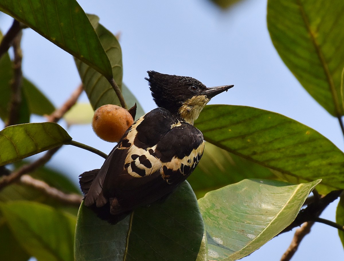 Heart-spotted Woodpecker - ML194310071