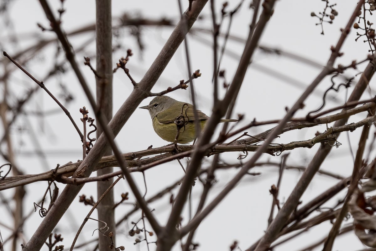 Orange-crowned Warbler - ML194310581