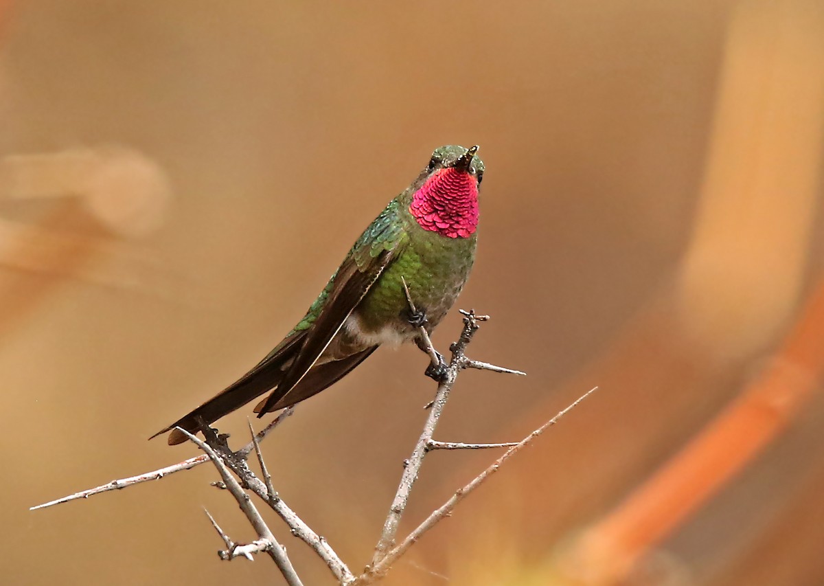 Bronze-tailed Comet - ML194310651