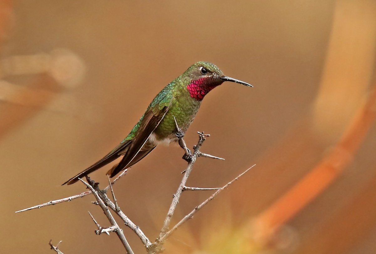 Bronze-tailed Comet - Roger Ahlman