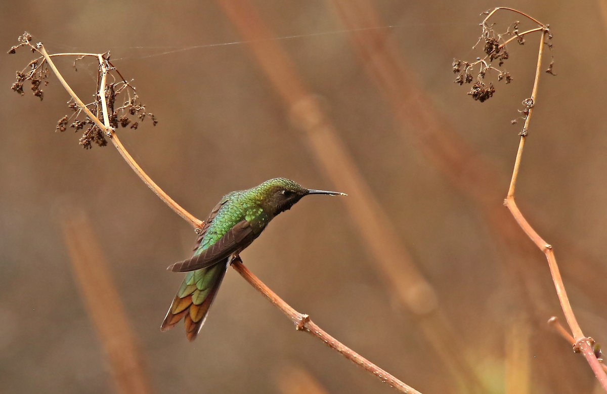 Bronze-tailed Comet - ML194310671