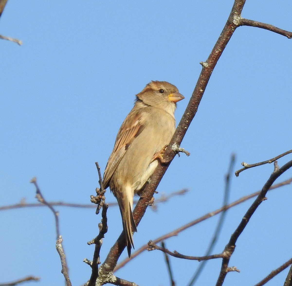 House Sparrow - ML194310961