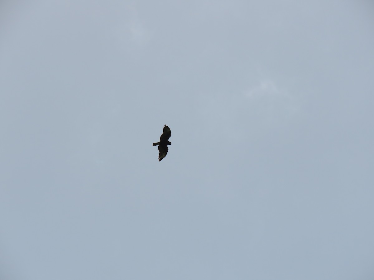 Short-tailed Hawk - ML194311111