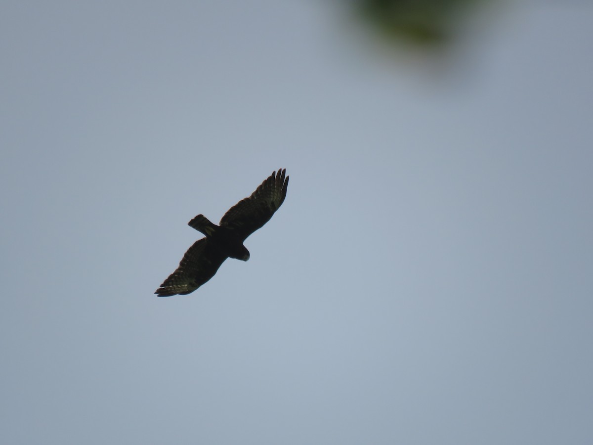 Short-tailed Hawk - ML194311121