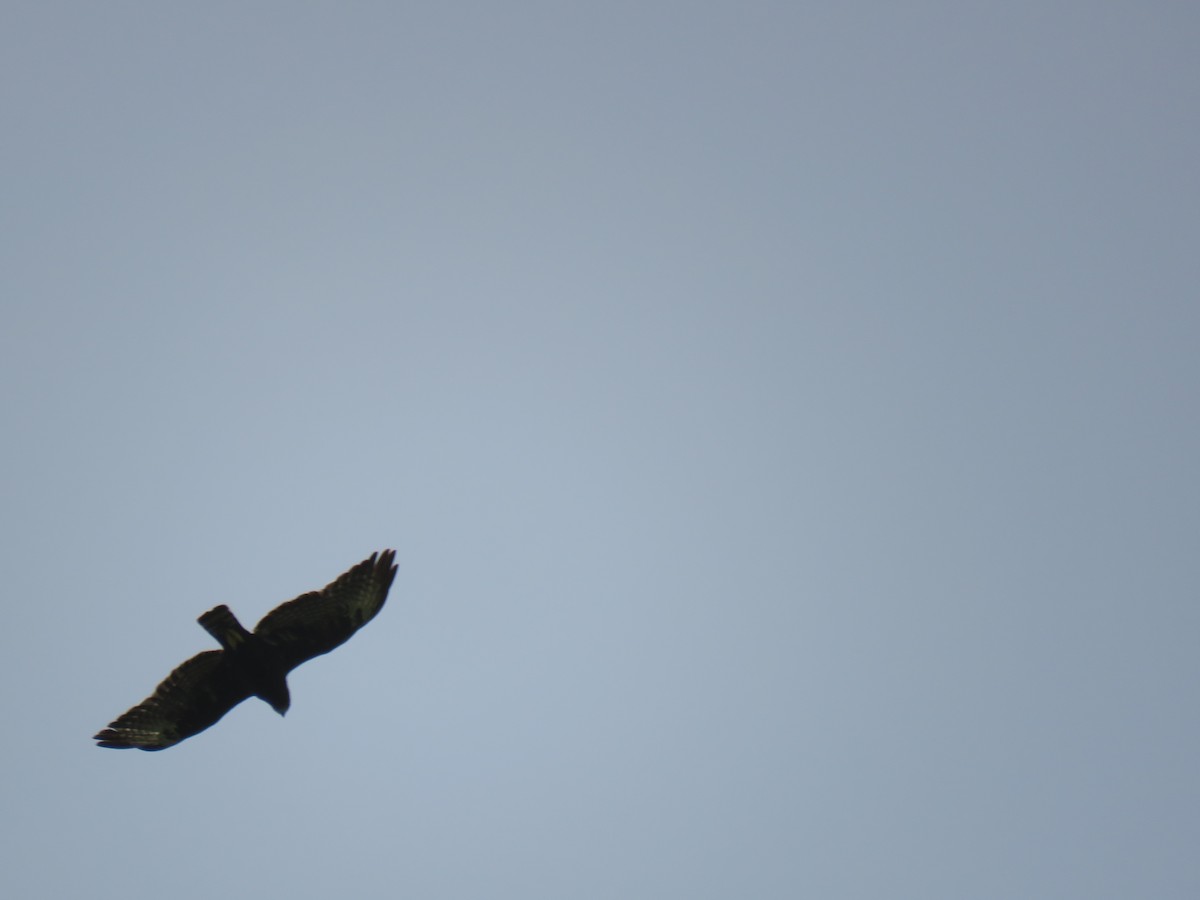 Short-tailed Hawk - Thomas Brooks