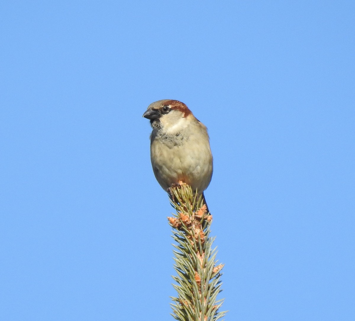 House Sparrow - ML194311901