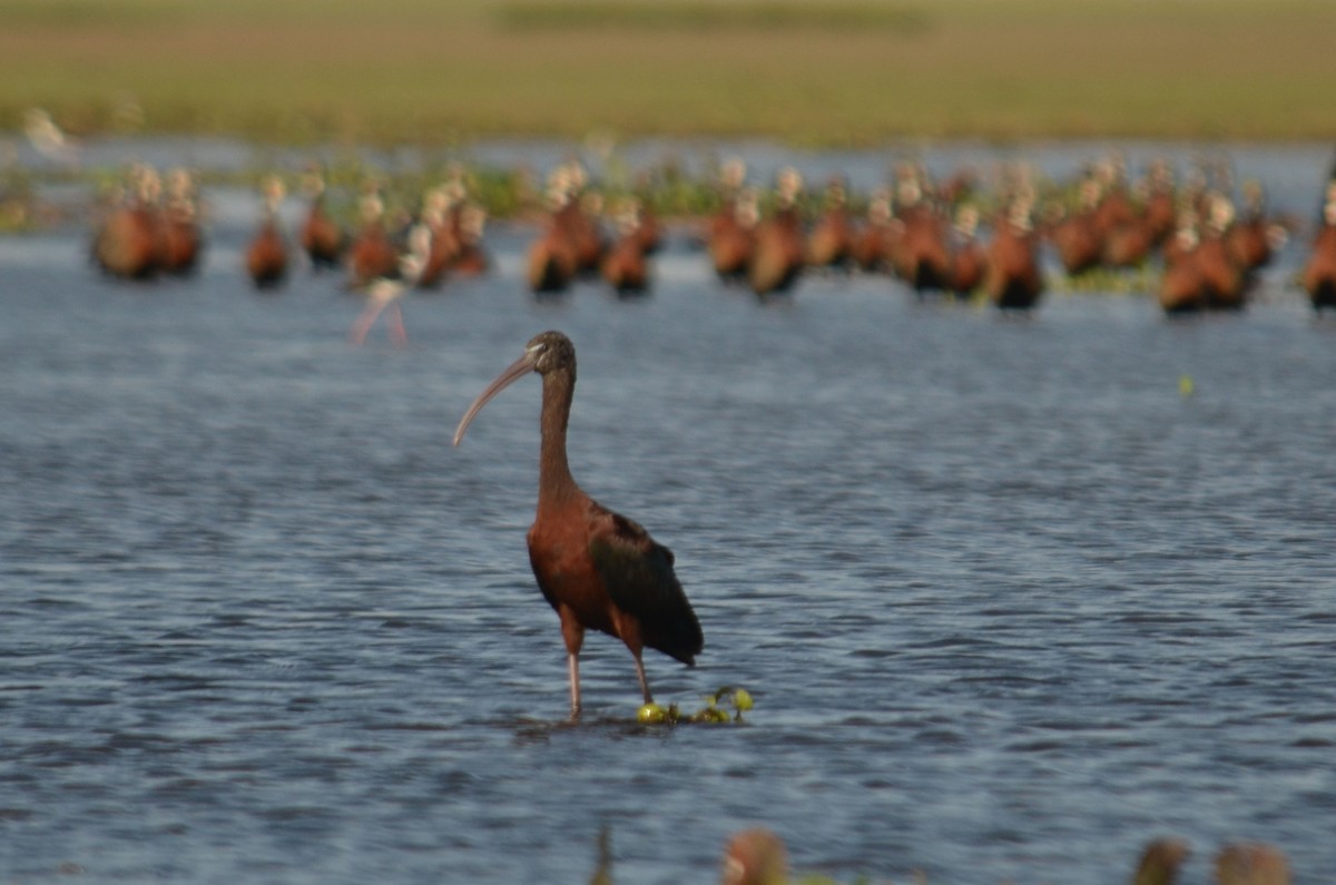 Glossy Ibis - Leonardo Duque