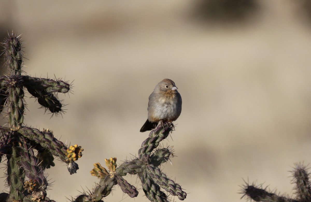 Canyon Towhee - ML194312481