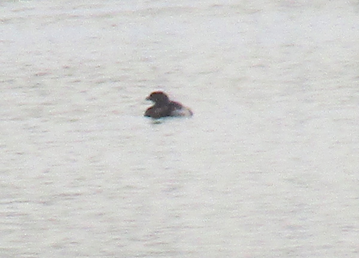 Pied-billed Grebe - ML194312791