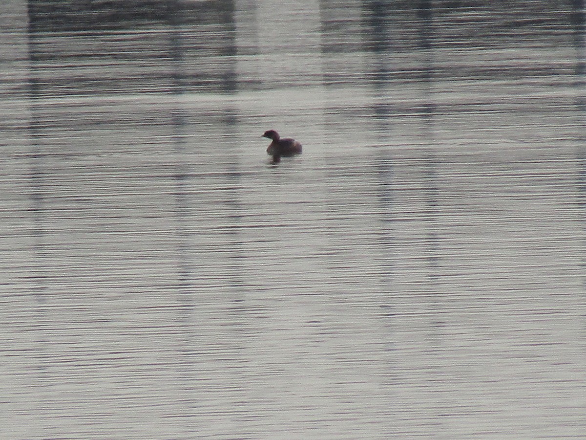 Pied-billed Grebe - ML194312821