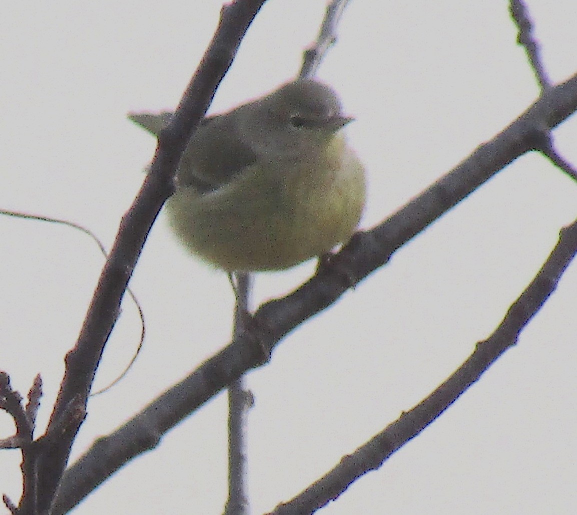 Orange-crowned Warbler - ML194312891