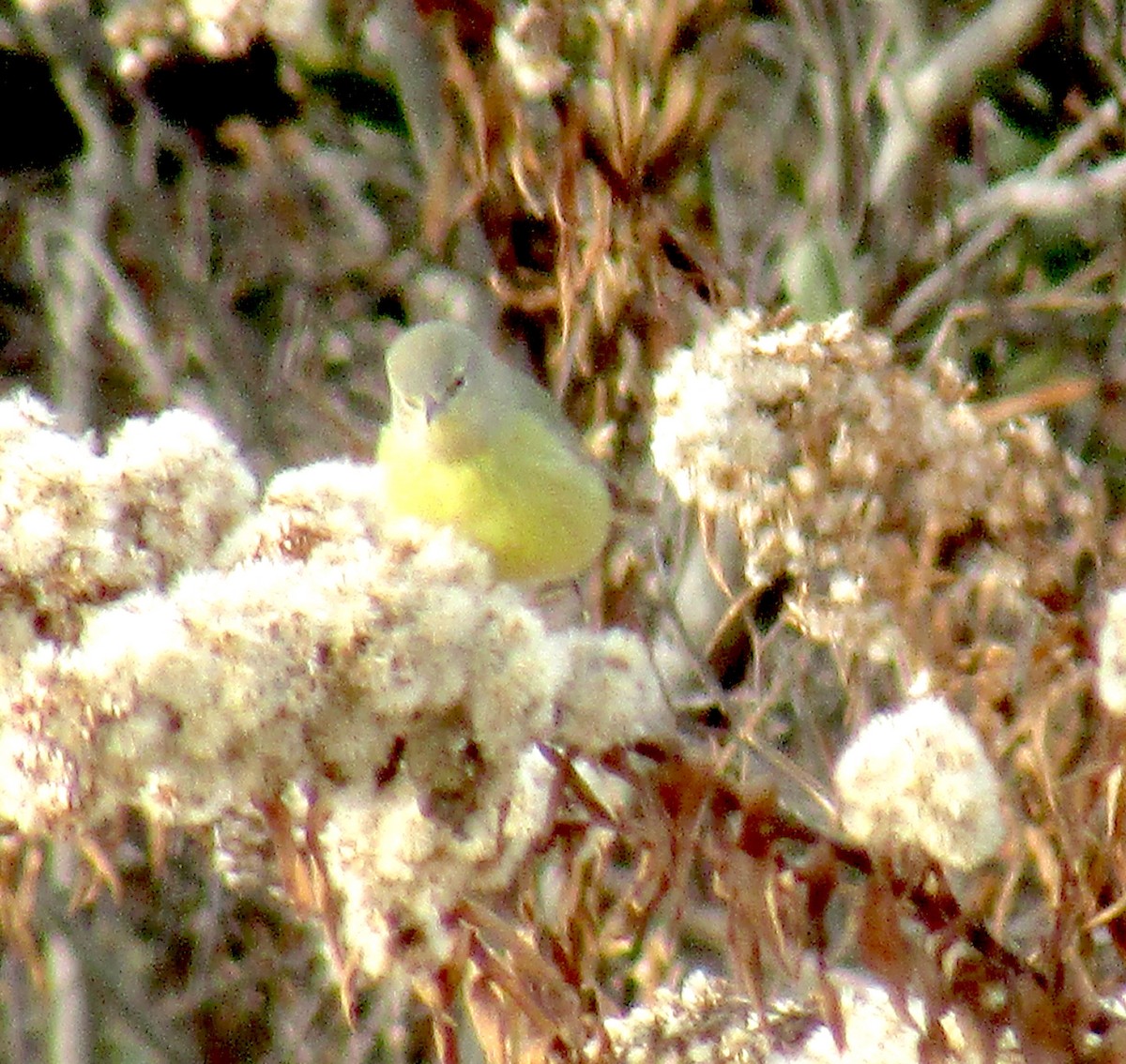 Orange-crowned Warbler - ML194312901