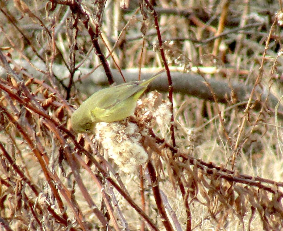 Orange-crowned Warbler - ML194312911