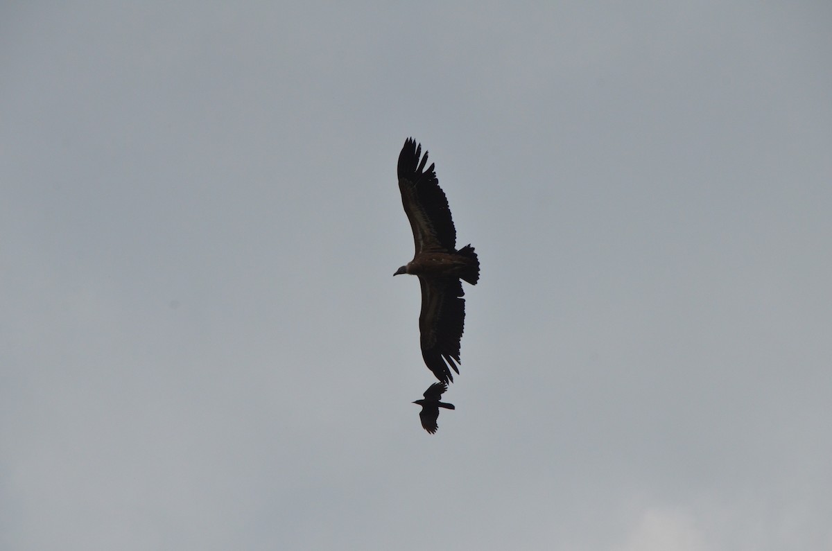 Himalayan Griffon - ML194315071