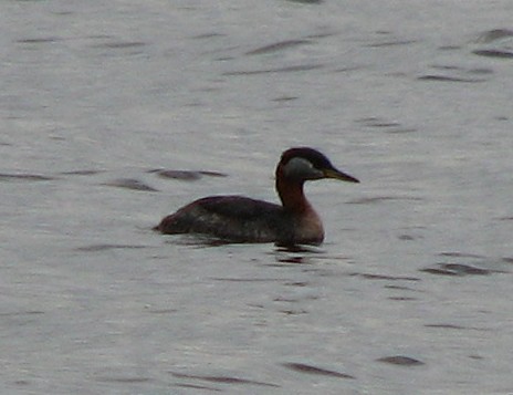 Red-necked Grebe - ML194315711