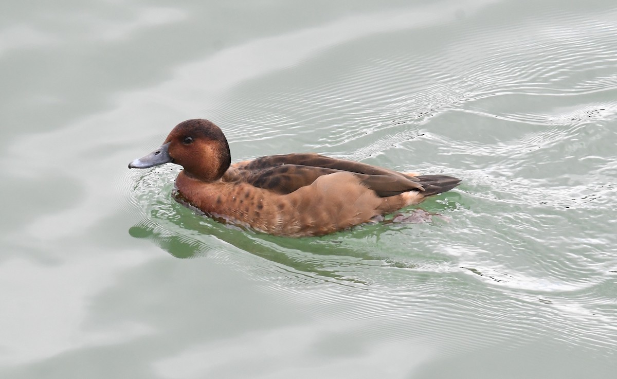 Ferruginous Duck - Lance Felber