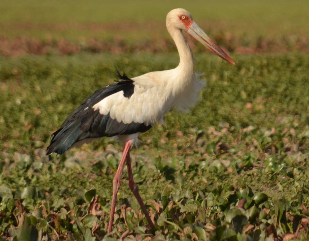 Maguari Stork - Leonardo Duque