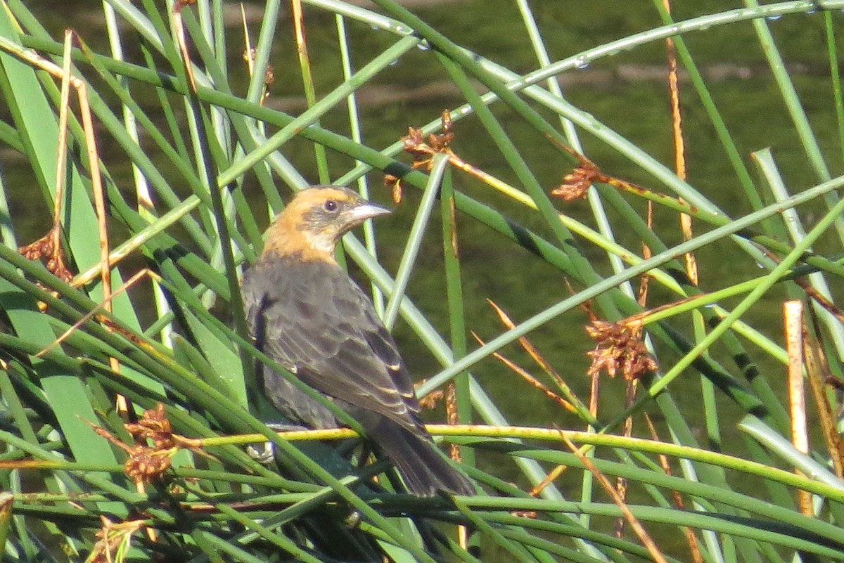 Yellow-headed Blackbird - ML194317621