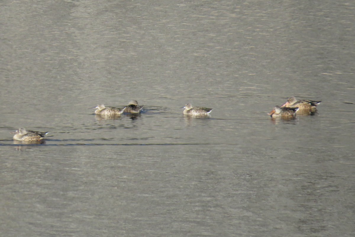Northern Shoveler - ML194317701